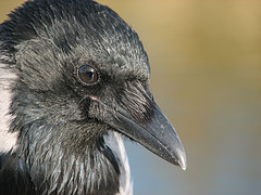 Crow, by Marko K Crow, by Marko K