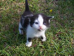 kitten, by Clevergrrl
